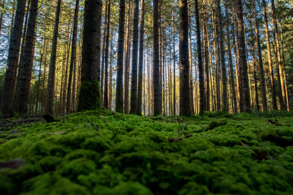 bg_image